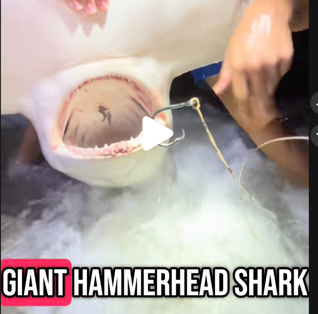 Shark fishing South Florida